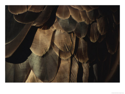 A Close View Of An American Bald Eagles Feathers by Paul Nicklen Pricing Limited Edition Print image