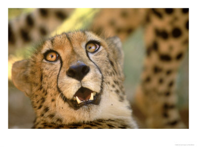 Cheetah, Cango Wildlife Ranch, Oudtshoorn, South Africa by Walter Bibikow Pricing Limited Edition Print image