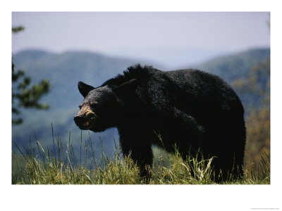 Black Bear by Dick Durrance Pricing Limited Edition Print image