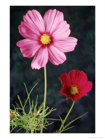 Mixed Cosmos Flowers by Russell Burden Pricing Limited Edition Print image