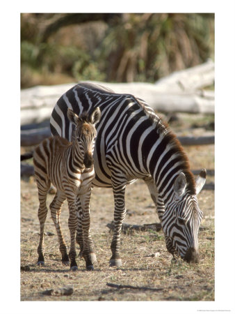 Zebra And Foal, Serengeti National Park, Tanzania by Elizabeth Delaney Pricing Limited Edition Print image