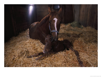 Mare Licking Her Newborn Colt by Sisse Brimberg Pricing Limited Edition Print image