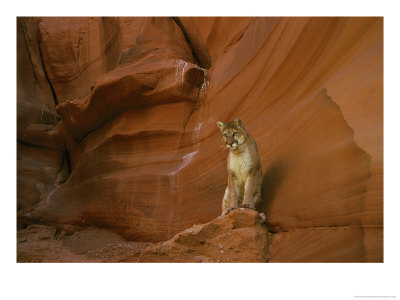 A Mountain Lion Pauses Atop A Rock by Norbert Rosing Pricing Limited Edition Print image