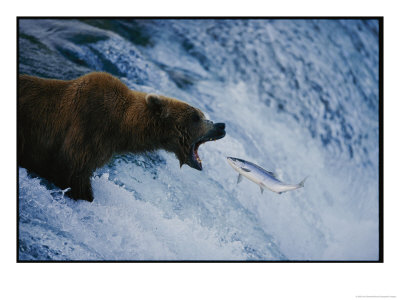 A Grizzly Bear Opens Wide For A Mouth Full Of Salmon At The Brooks Falls Fishing Grounds by Joel Sartore Pricing Limited Edition Print image