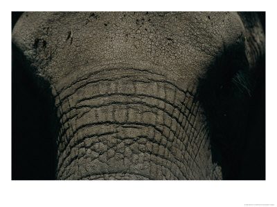 Close View Of An African Elephant by Beverly Joubert Pricing Limited Edition Print image