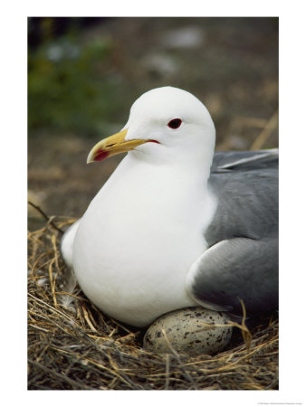 Close-Up Of A California Gull Sitting On Her Nest by Bates Littlehales Pricing Limited Edition Print image