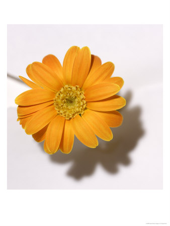 Daisy by Craig Orsini Pricing Limited Edition Print image