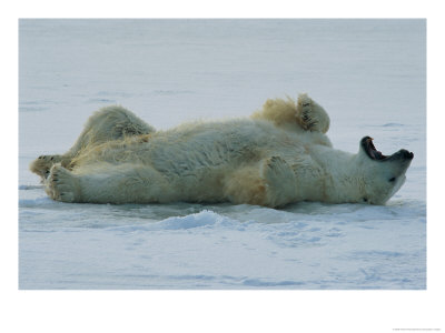A Polar Bear (Ursus Maritimus) Yawns And Stretches On The Snow by Norbert Rosing Pricing Limited Edition Print image