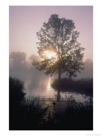 The Sun Shines Through Early-Morning Fog Onto Water Bordered By Trees And High Grass by Bates Littlehales Pricing Limited Edition Print image