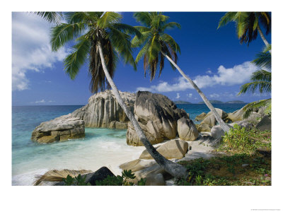 A Beach And Palm Trees On La Digue Island by Bill Curtsinger Pricing Limited Edition Print image