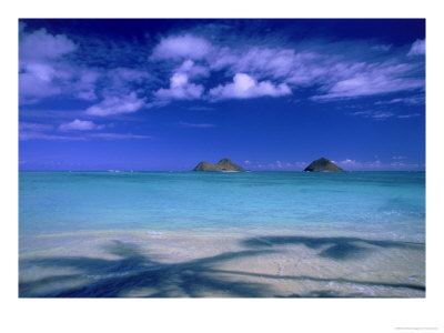 Shadow Of Palm Trees On Lanikai Beach, Oahu, Hi by Tomas Del Amo Pricing Limited Edition Print image