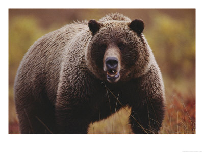 A Large Adult Grizzly Bear Faces The Camera by Joel Sartore Pricing Limited Edition Print image