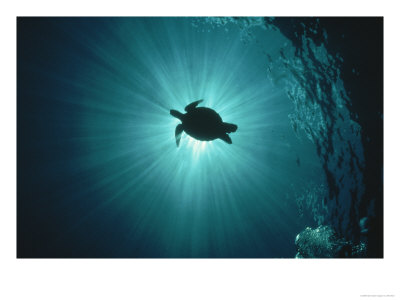 Silhouette Of Underwater Sea Turtle From Beneath by Erik Stein Pricing Limited Edition Print image