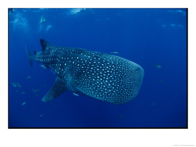 A Whale Shark by Brian J. Skerry Pricing Limited Edition Print image