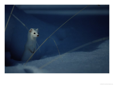 A Long-Tailed Weasel As He Peers Over The Snow by Michael S. Quinton Pricing Limited Edition Print image