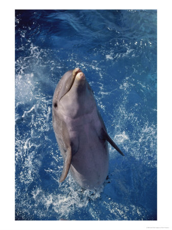 Dolphin Jumping Out Of Water by Rose Thompson Pricing Limited Edition Print image