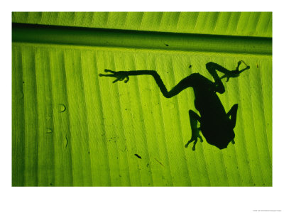 A Tree Frog On A Leaf by Joel Sartore Pricing Limited Edition Print image