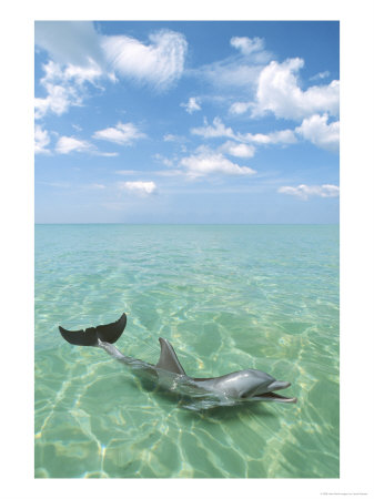 Dolphin, Phuket, Thailand by Jacob Halaska Pricing Limited Edition Print image