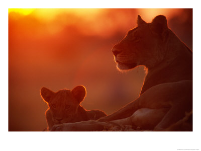 African Lions (Panthera Leo), Female And Cub At Twilight, With The Lioness Looking For Prey by Beverly Joubert Pricing Limited Edition Print image