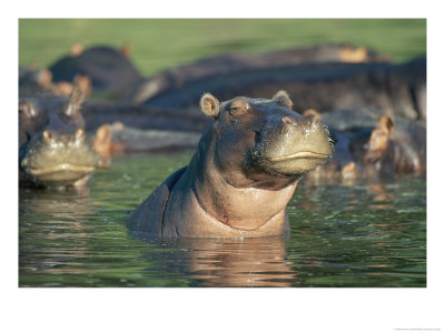 Hippopotamuses Disport Themselves In A Waterway by Beverly Joubert Pricing Limited Edition Print image