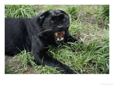 A Black Leopard Growls At The Camera by Jason Edwards Pricing Limited Edition Print image