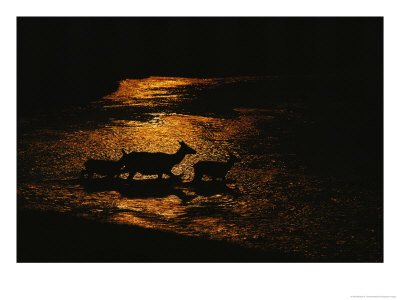 Elk Cross A River In Which The Yellowstone Fire Of 1988 Is Reflected by Michael S. Quinton Pricing Limited Edition Print image