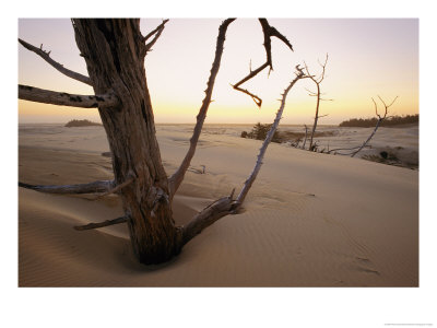 A Twilight View Of Driftwood In The Dunes by Phil Schermeister Pricing Limited Edition Print image