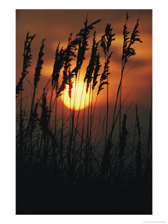 Seagrass Silhouetted At Sunset by Emory Kristof Pricing Limited Edition Print image