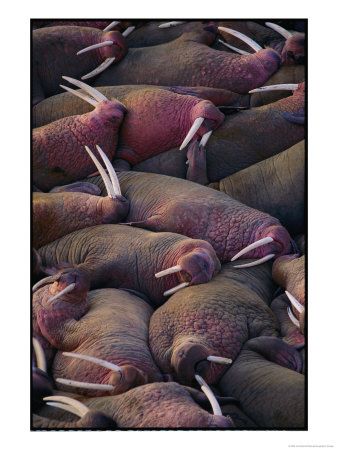 Walruses On The Beach by Joel Sartore Pricing Limited Edition Print image