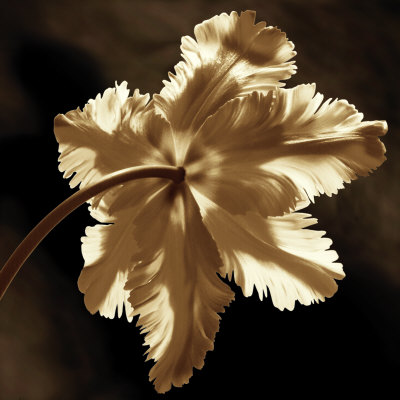 Parrot Tulip Ii by Caroline Kelly Pricing Limited Edition Print image