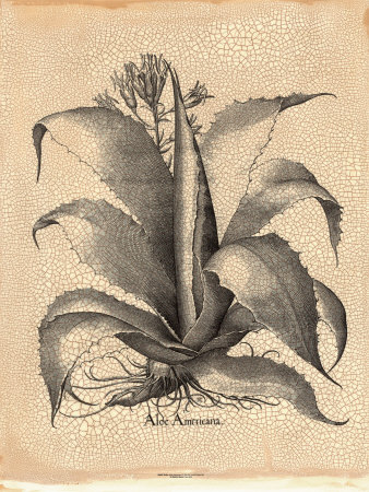 Besler Aloe Americana by Basilius Besler Pricing Limited Edition Print image
