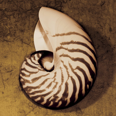 Nautilus by Caroline Kelly Pricing Limited Edition Print image