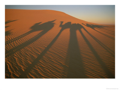 The Caravans Shadow Casts An Interesting Pattern On The Sahara Dunes by Peter Carsten Pricing Limited Edition Print image