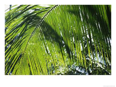 Detail Of A Palm Frond by Klaus Nigge Pricing Limited Edition Print image
