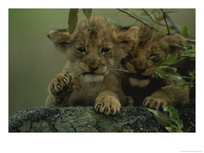 Two African Lion Cubs Chew On A Stick by Kim Wolhuter Pricing Limited Edition Print image