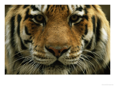 A Close View Of The Face Of Khuntami, A Male Siberian Tiger, In A Zoo by Joel Sartore Pricing Limited Edition Print image