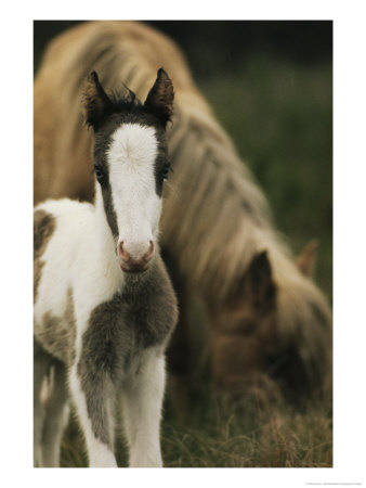 Wild Pony Foal Standing Near Its Grazing Mother by James L. Stanfield Pricing Limited Edition Print image