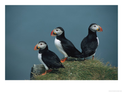 Trio Of Atlantic Puffins Perch On A Grass-Covered Cliff by Sisse Brimberg Pricing Limited Edition Print image