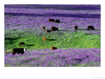 Cattle In Paddock Overrun By Patterson's Curse, Also Known As Salvation Jane, Australia by John Banagan Pricing Limited Edition Print image