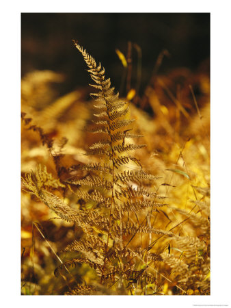 Ferns Turned Golden By The Autumn Season by Raymond Gehman Pricing Limited Edition Print image