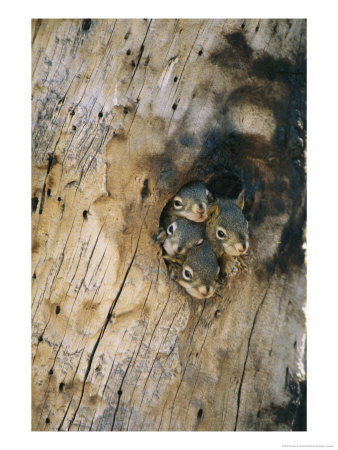 Young Squirrels Peering Out Of A Nest Once Used By A Northern Flicker by Michael S. Quinton Pricing Limited Edition Print image