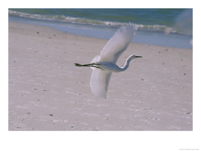 White Egret Taking Flight Over A Florida Beach by Stacy Gold Pricing Limited Edition Print image