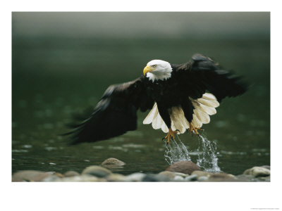 American Bald Eagle In Flight Over Water Hunting For Fish by Klaus Nigge Pricing Limited Edition Print image