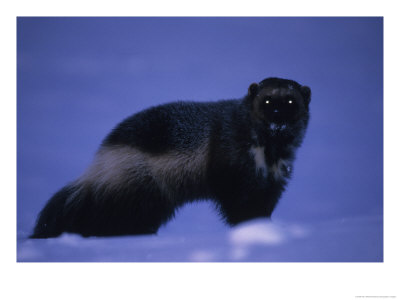 Portrait Of A Wolverine In The Arctic Snow by Paul Nicklen Pricing Limited Edition Print image