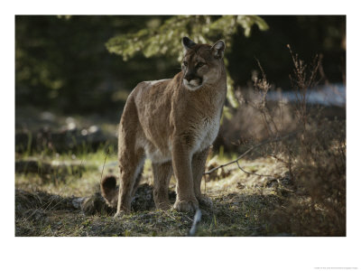 Mountain Lion Stands In A Shady Spot by Jim And Jamie Dutcher Pricing Limited Edition Print image
