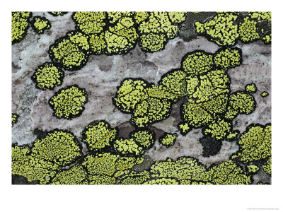 A Close View Of Lichens Growing On A Rock by Stephen Sharnoff Pricing Limited Edition Print image