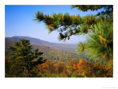 Pine Tree And Forested Ridges Of The Blue Ridge Mountains by Raymond Gehman Pricing Limited Edition Print image