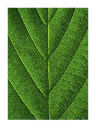 Verdant Form I by Laurent Bessol Pricing Limited Edition Print image