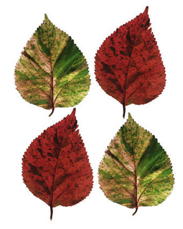 Four Leaves I by Tasmin Phoenix Pricing Limited Edition Print image