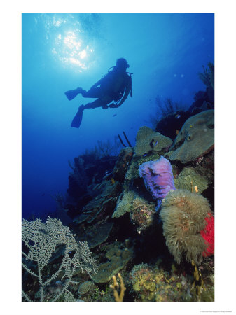Silhouette Of Scuba Diver Underwater, Honduras by Shirley Vanderbilt Pricing Limited Edition Print image